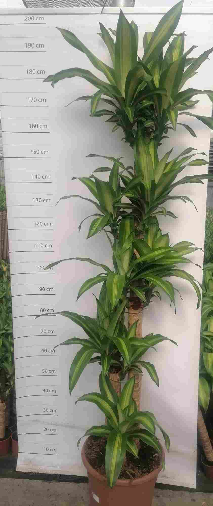 DRACAENA MASSANGEANA C 30 150.120.90.60.30 CM